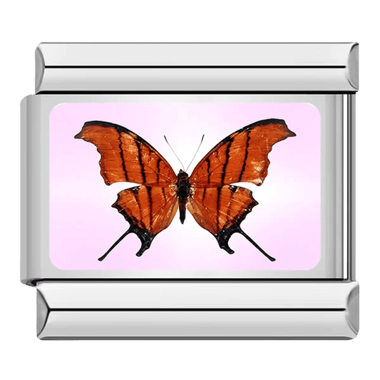 Papillon